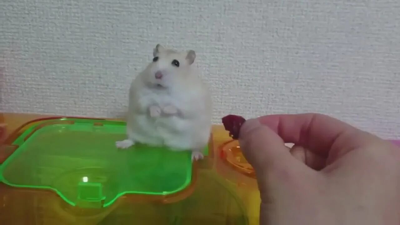 Грустный хомяк. Сирийский хомячок. Грустный хомяк. Хомячок ждет. Хомячок ждет.