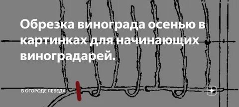 Обрезать виноград видео