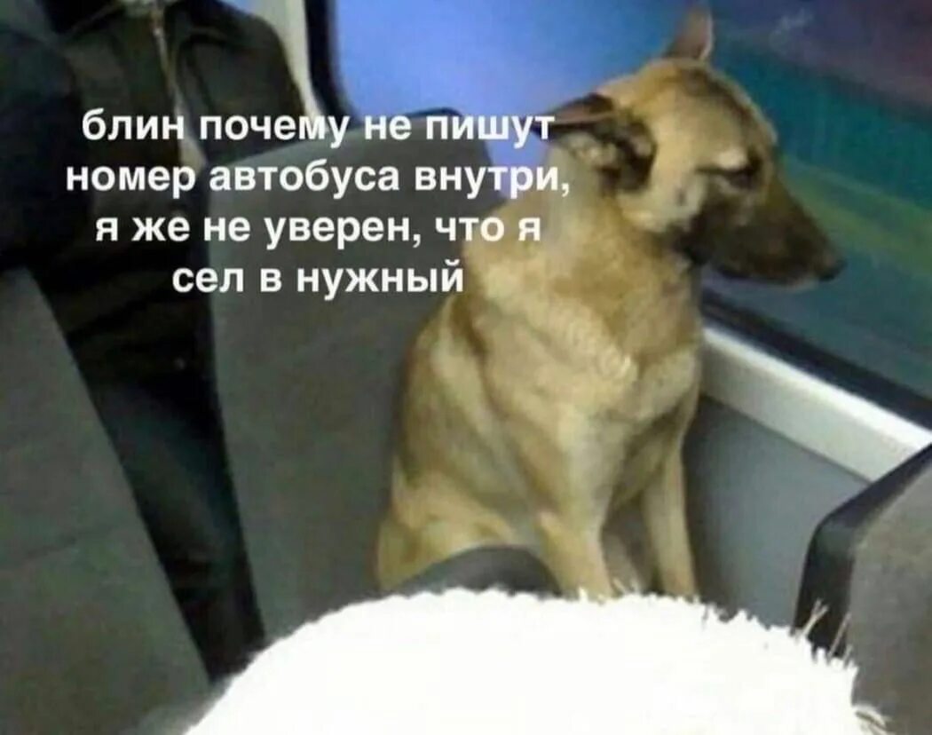 Собака ездила на автобусе. Собака в автобусе. бездомная дворняга в трамвае. собака пассажир. бездомная собака ездит в трамвае.
