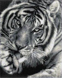 Tiger 40
