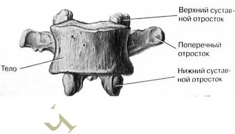 Верхние и нижние суставные отростки