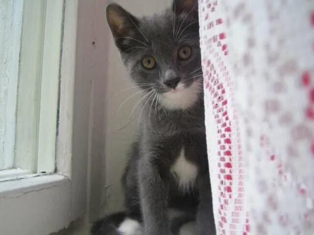 Серый котенок с белыми лапками. Серо-белый котёнок. Серо-белый котёнок. Серая кошка с белыми лапками и грудкой. Британская голубая кошка метис.