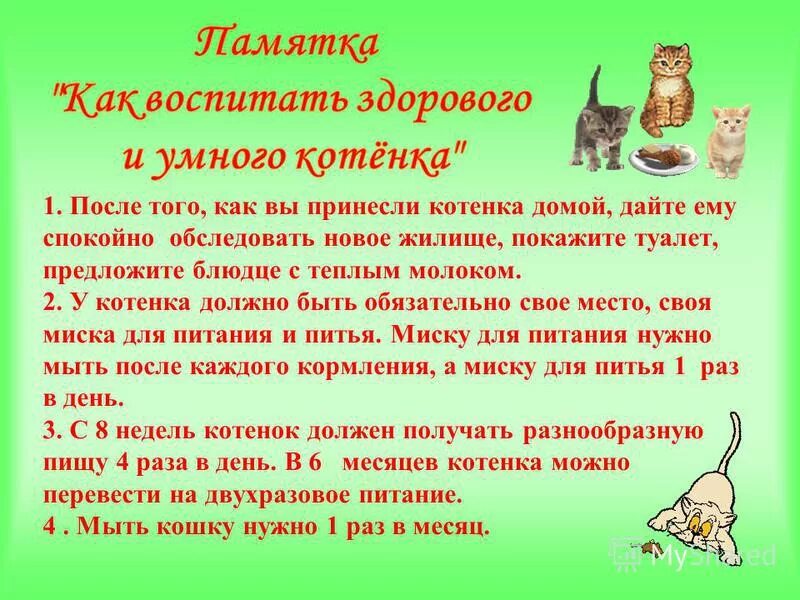 Как правильно воспитывать котенка