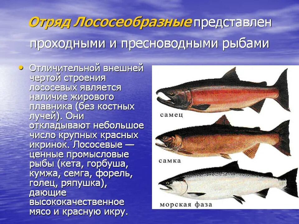 Особенности рыб 2 класс. Отряд Лососеобразные лососевые. Отряд Лососеобразные подсемейство лососевые. Лососеобразные горбуша. Класс костные отряд Лососеобразные.