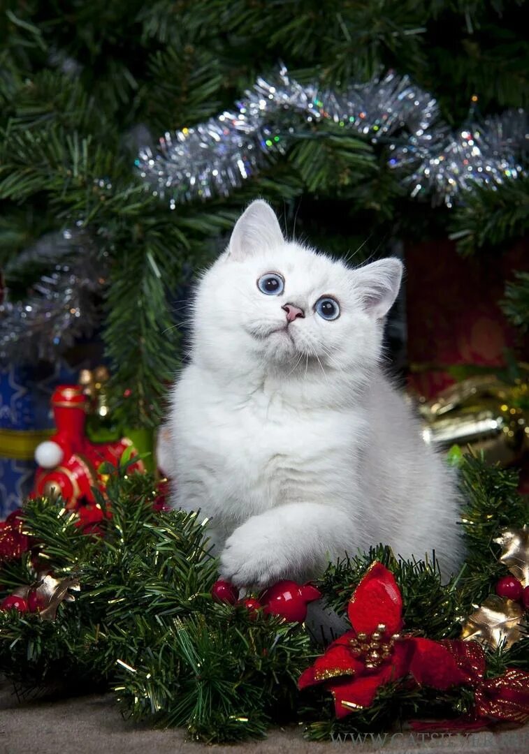 Старый новый кот. Новогодний кот. кот новый год. новогодние котята. рождественский кот.
