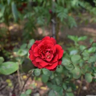 Rose ultra