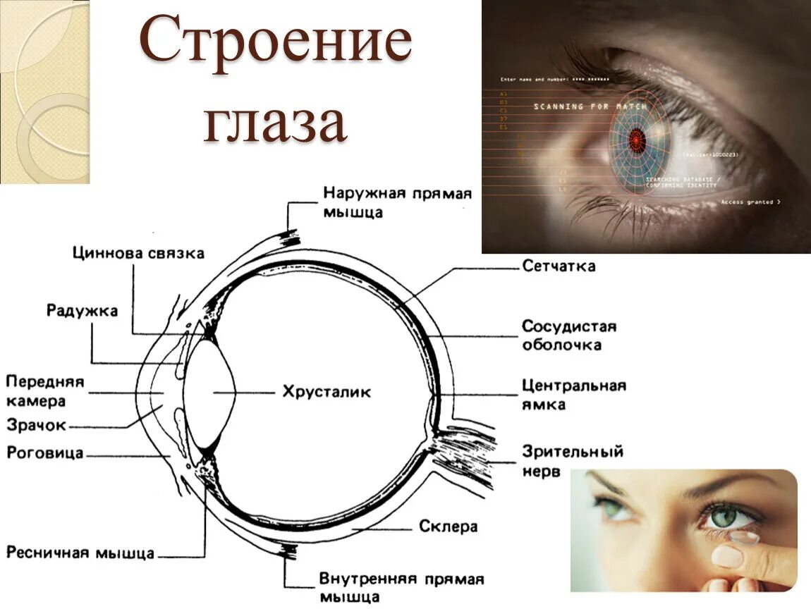 Названия элементов глаза