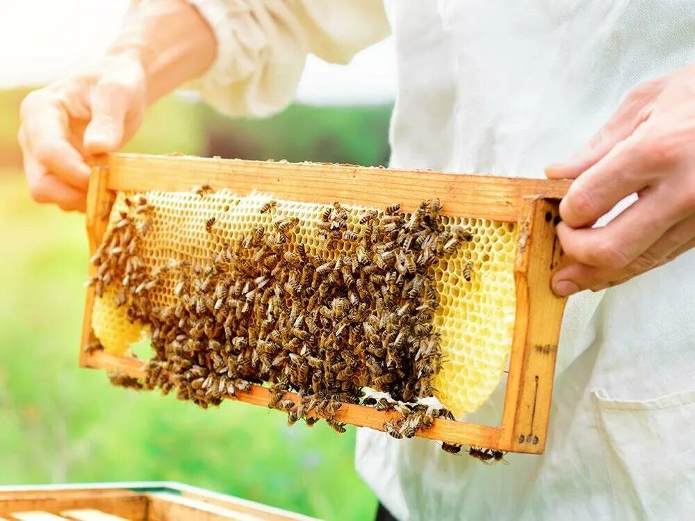 Купить семью пчел. Маточное молочко пчела Белогорья. Серпуховый мед Дальневосточный. Пчелы пасека. Сельское хозяйство Пчеловодство.