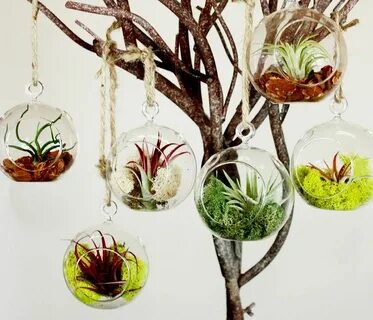 Plant gathering