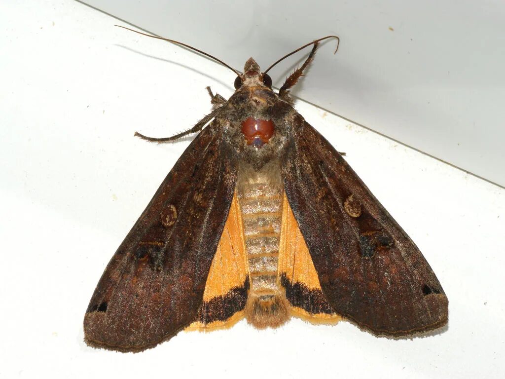 Совка серая большая eurois occulta. Apamea monoglypha. Имаго серая зерновая совка. Совка серая большая eurois occulta. Совка зеленоватая.