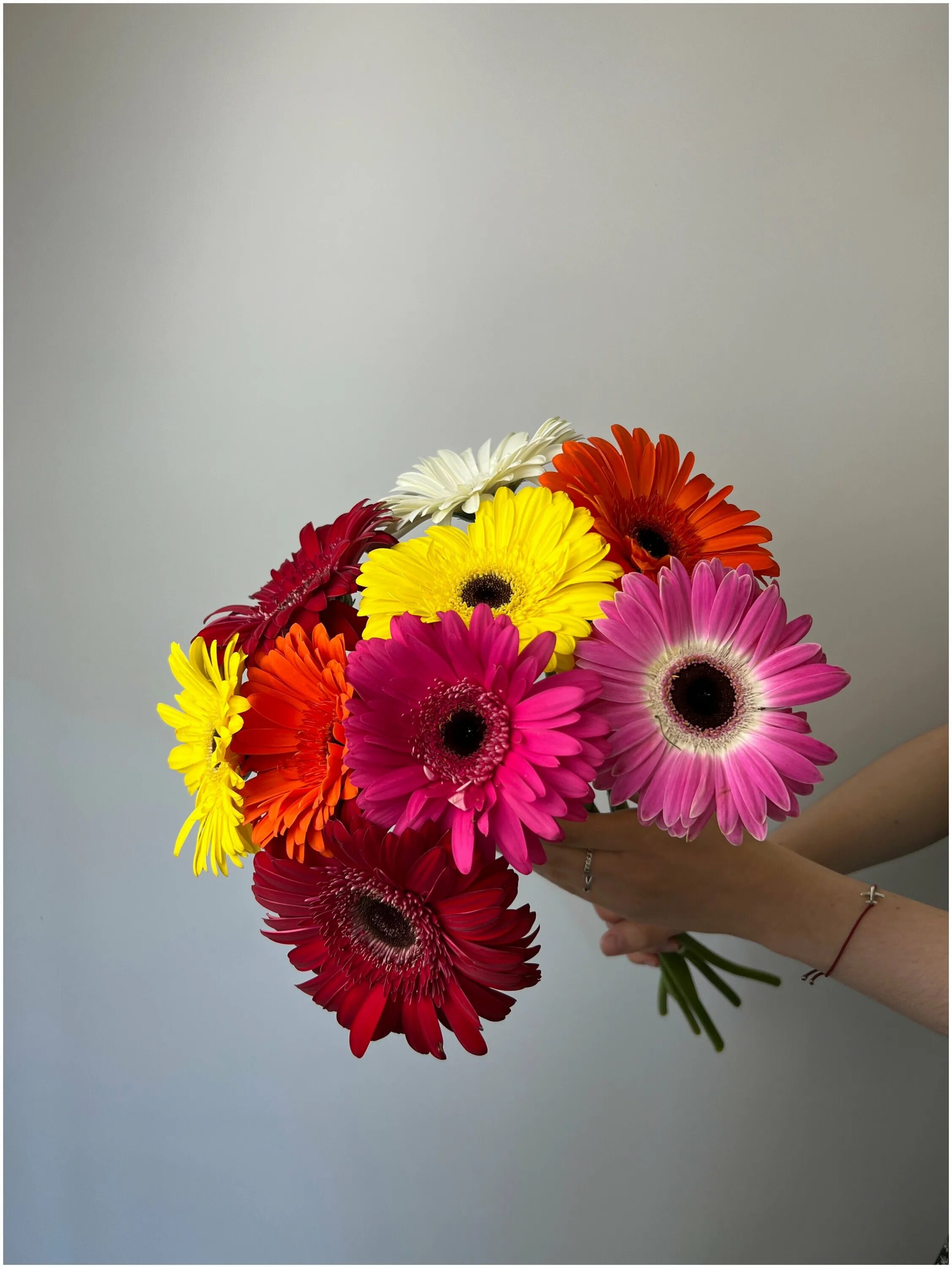 гербера твистер микс, d-12. астровые герберы. герберы 7 штук. герберы букет. гербера.