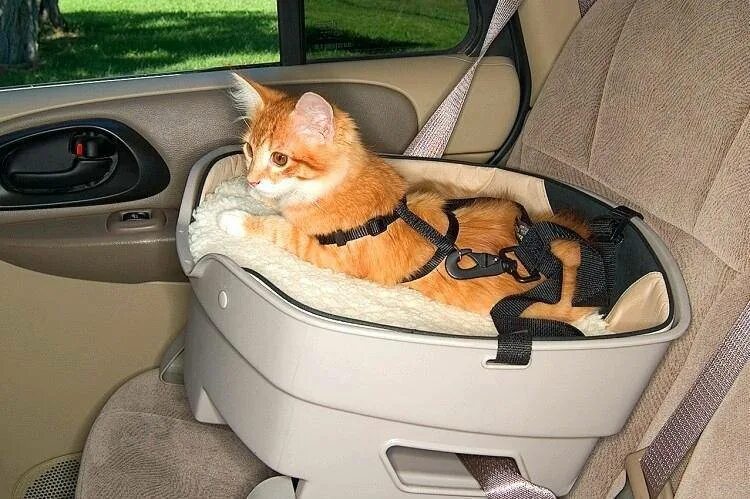 На дальние расстояния нужны. Кошка в машине. Кошачье кресло в машину. Машина для котов. Кошка в переноске в машине.