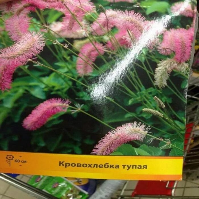 Глупый цветок