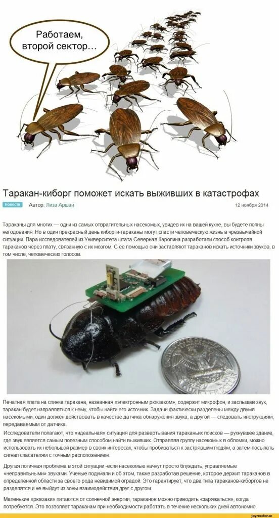 Интересные факты о тараканах. Жук таракан черный. Гнездо тараканов в квартире. Сверчок полевой. Тараканы издают звуки.