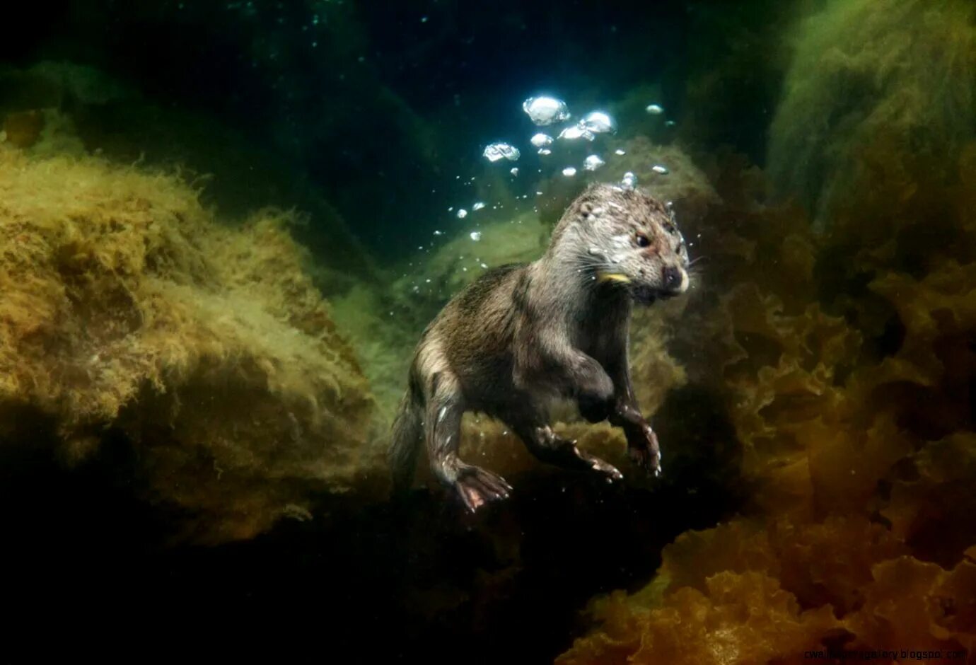 Морские котики баренцево море. Животные которые под водой. Животные которые под водой. Сивуч. Животные под водой.