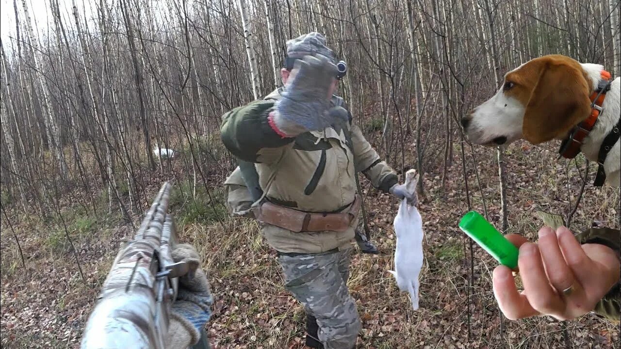 Чернотроп с гончими. Охота на зайца с гончими по чернотропу. охота на зайца с гончими собаками по чернотропу. охота на лису с гончими по чернотропу.