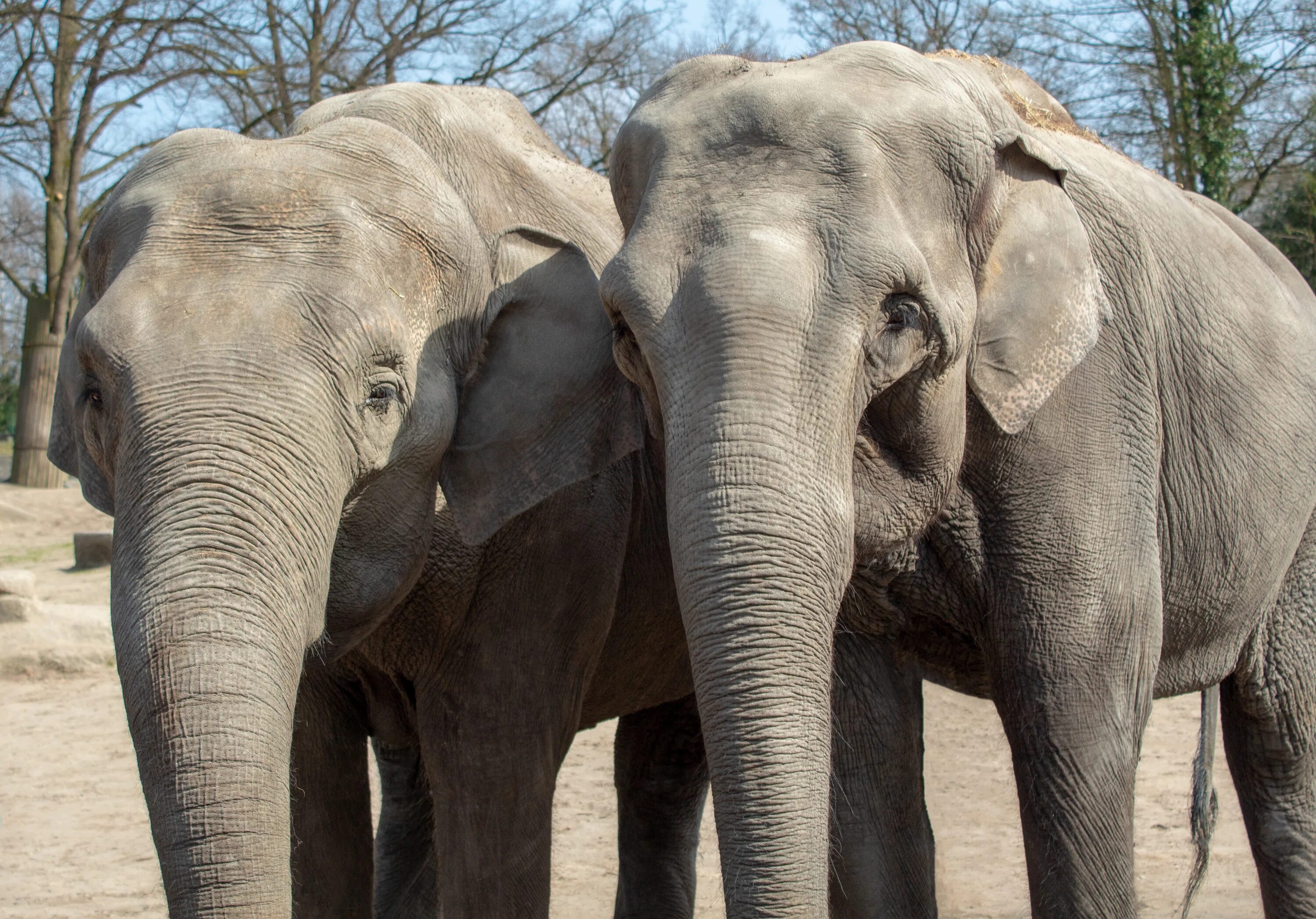 Two elephants. Слониха со слоненком. Белый слон. Слон и-2. Индийский слон.