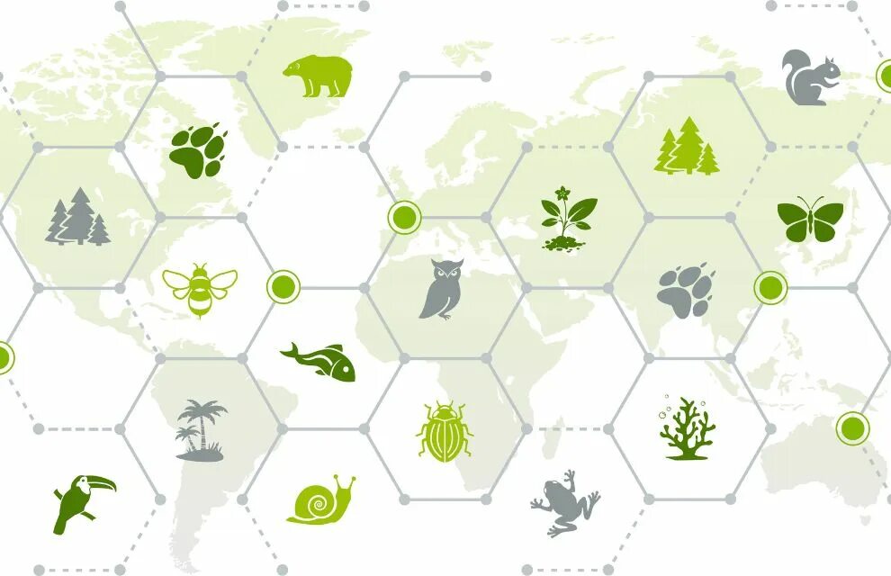 Снижение экологического разнообразия. Биоразнообразие. карта биоразнообразия. карта биологического разнообразия. сохранение биоразнообразия.