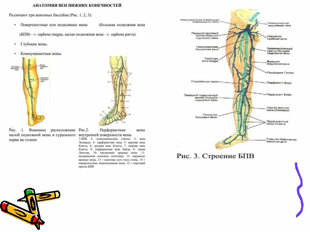 Перфорантные вены нижних конечностей анатомия. БПВ вен нижних конечностей анатомия. БПВ нижних конечностей норма.