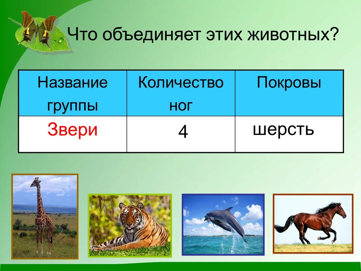 Чем звери отличаются от других. Названия групп животных. Виды зверей. Что объединяет этих животных. Животные 2 класс окружающий мир.