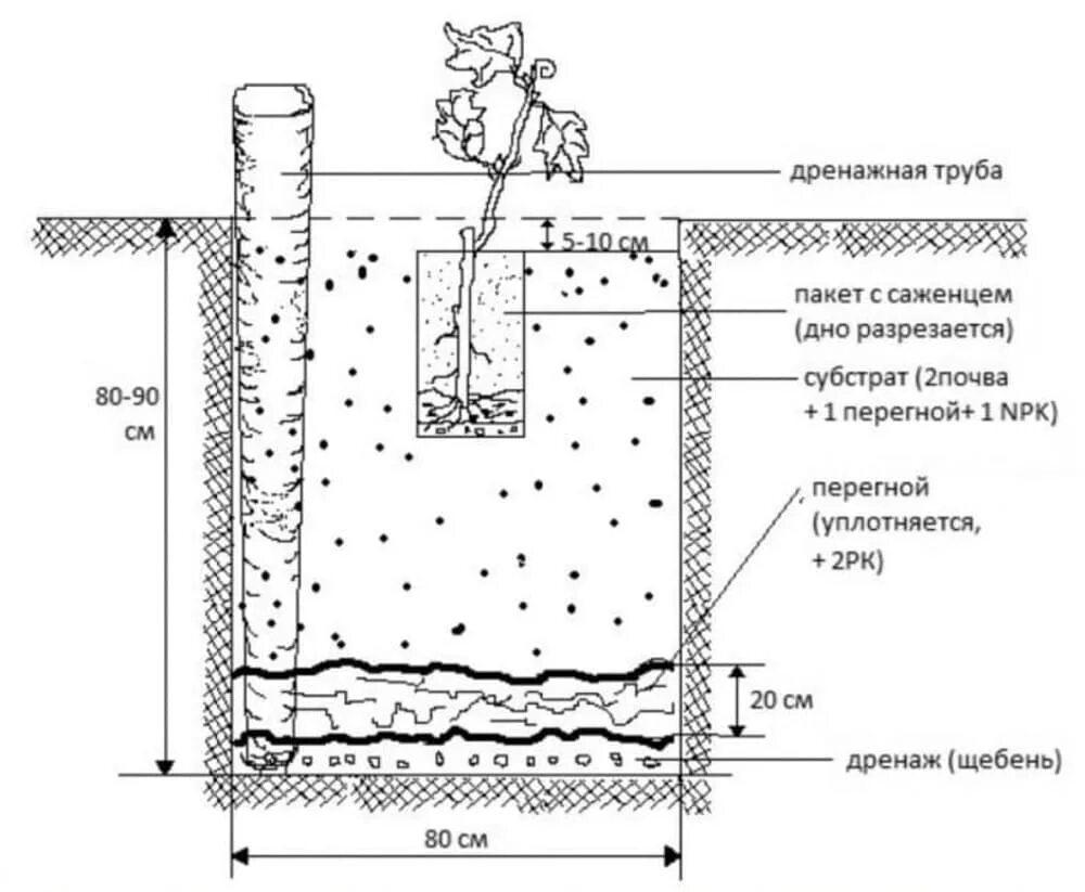 Когда лучше сажать виноград. Схема посадочной ямы для винограда. Схема высадки винограда в грунт весной. Схема посадки саженца винограда. Посадка винограда в яму с трубой.