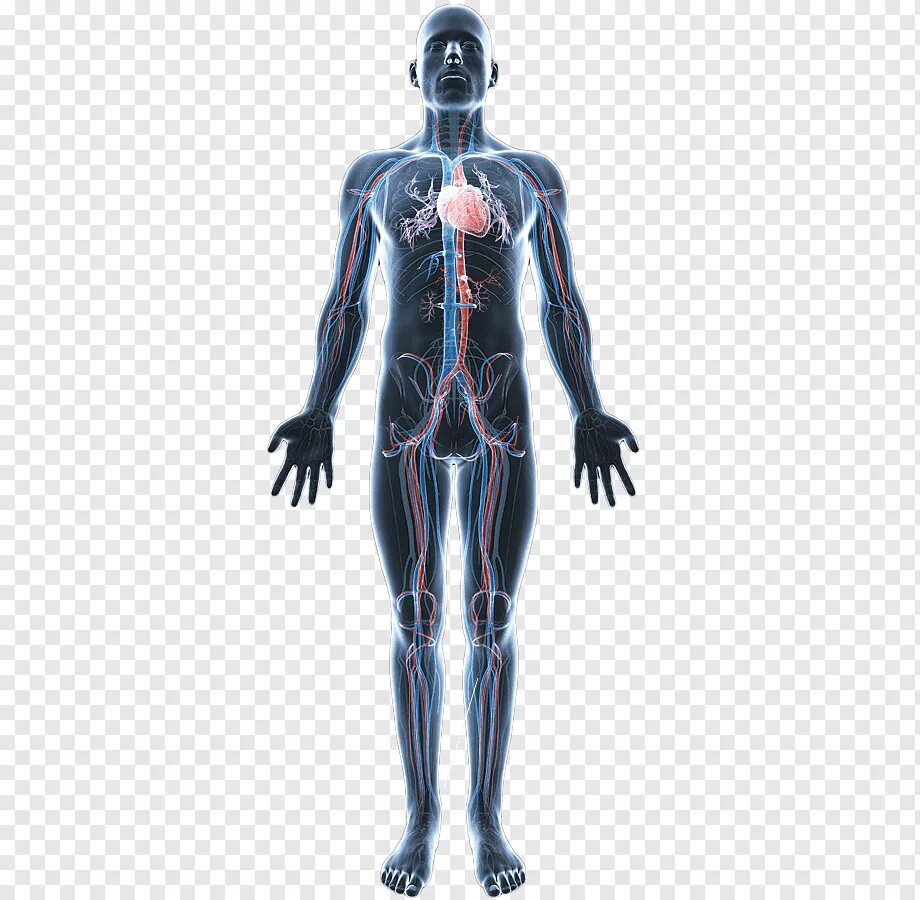 Медцентр сапиенс. Тело человека. Человек прозрачный анатомия. Прозрачное тело человека.