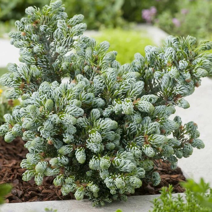 Пихта корейская когоутс айсбрекер. Пихта корейская айсбрейкер. Айсбрейкер пихта. Пихта абиес кореана. Пихта корейская когоутс айсбрекер.