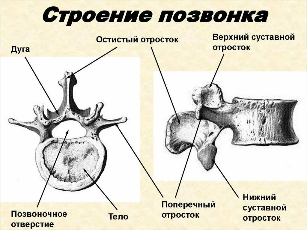 Строение позвонка рисунок. Строение поясничного позвонка вид сбоку. Строение остистого отростка позвонка. Поясничный позвонок строение сбоку. Строение типичного позвонка.