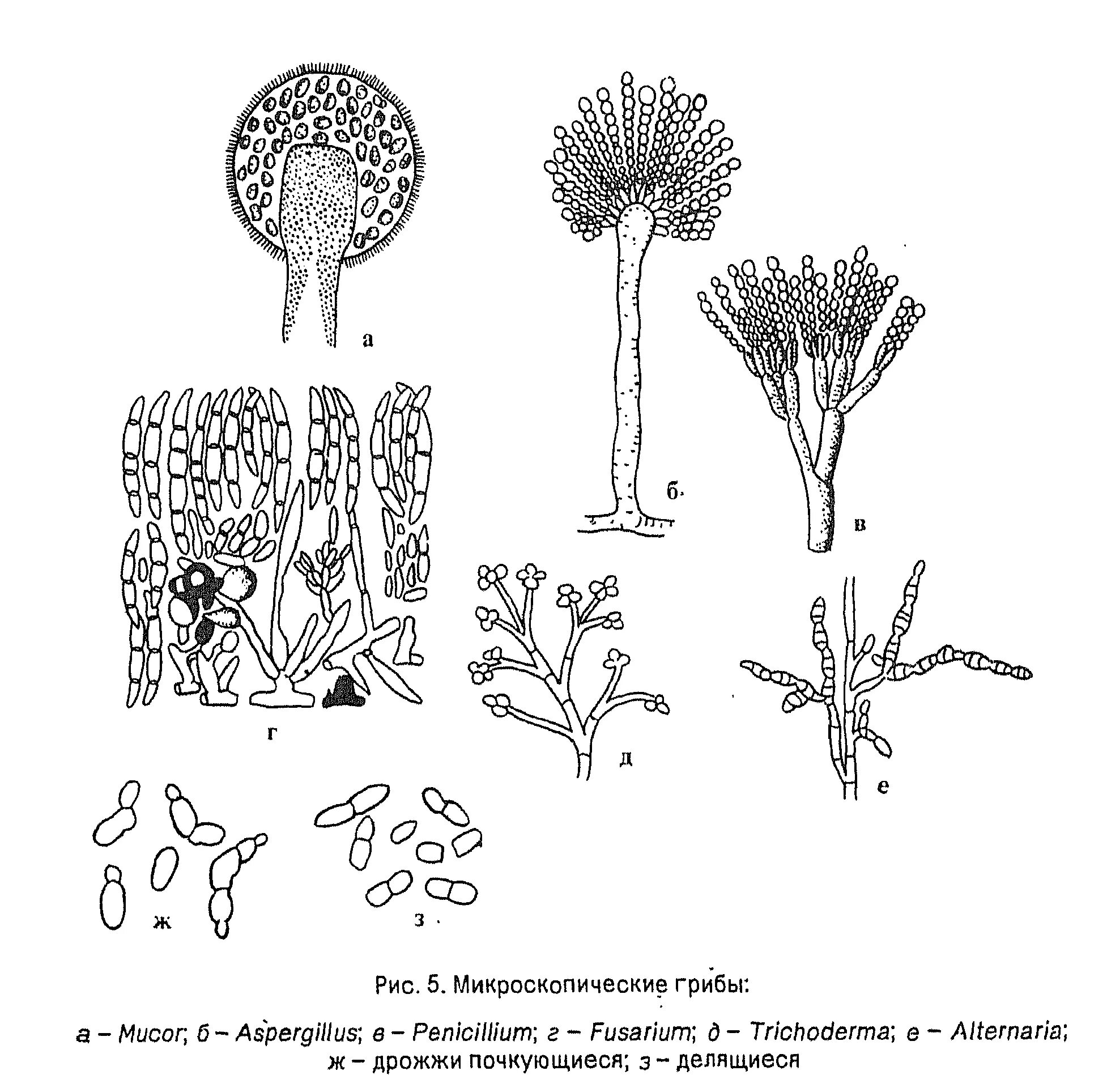 Признаки грибов мукор. Морфологические признаки грибов родов Mucor. Морфологические признаки грибов триходерма. Триходерма спороношение. -Морфологические признаки грибов родов Mucor, Aspergillus, Penicillium, Trichoderma;.