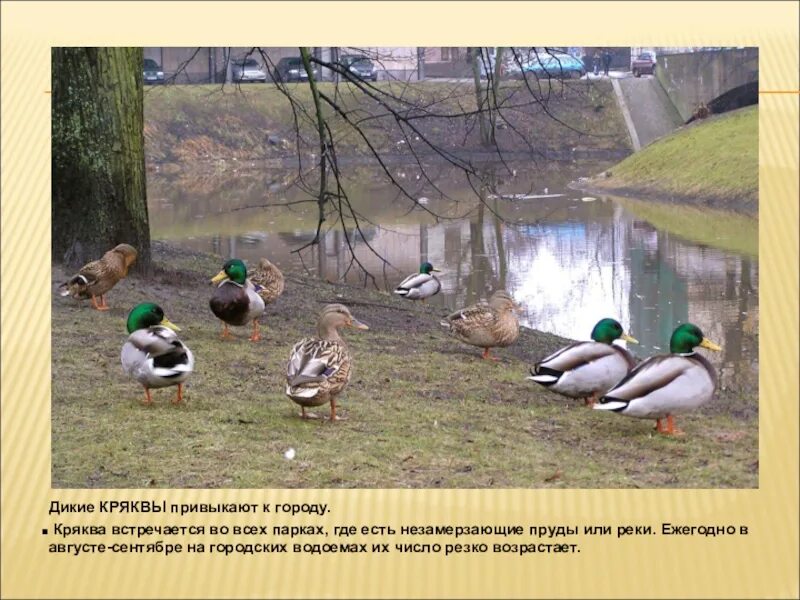 Биологическое значение утки кряквы