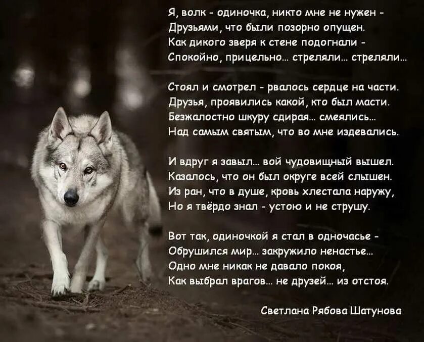 Если жили все в одиночку. Стих про волка. Стихи про Волков. Одинокий волк стихи. Стишки про Волков.