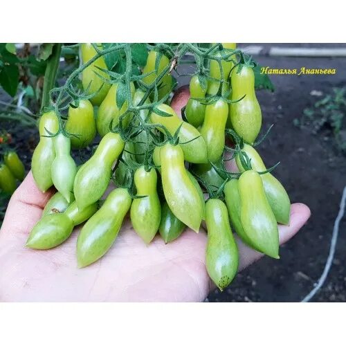 17 отзывов на Семена Томат ЗЕЛЕНЫЙ ТИГР (Artisan Green Tiger) / Seeds And Goods  - Товар на картинке можно купить.