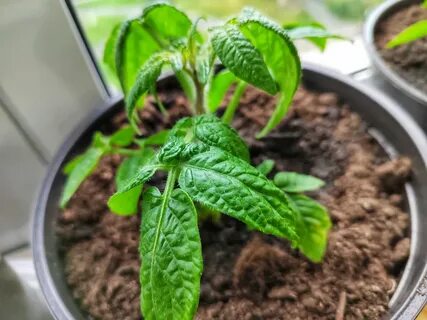 Plant z