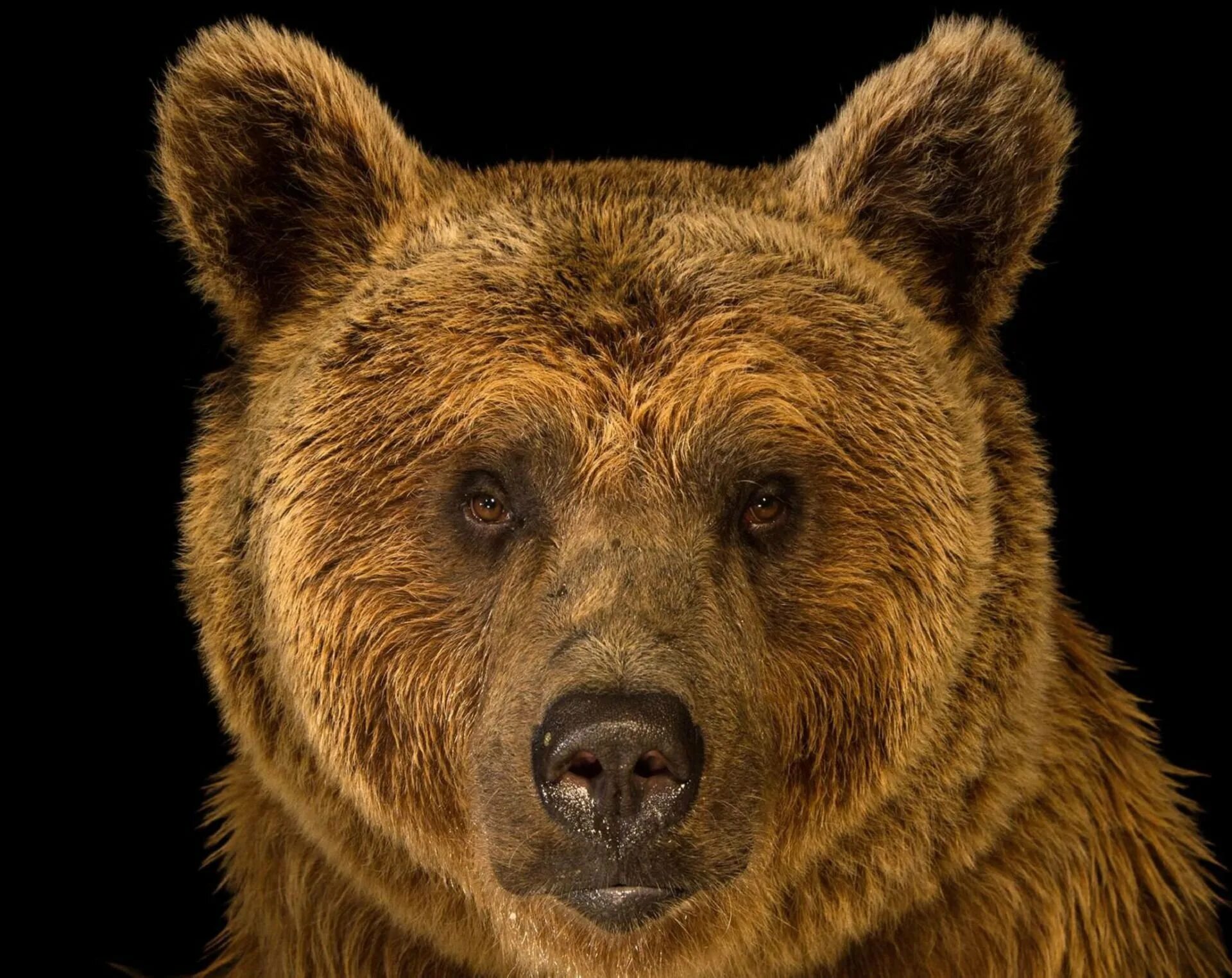 Апеннинский бурый медведь. Браун Беар. Медведь Гризли. Сирийский бурый медведь.