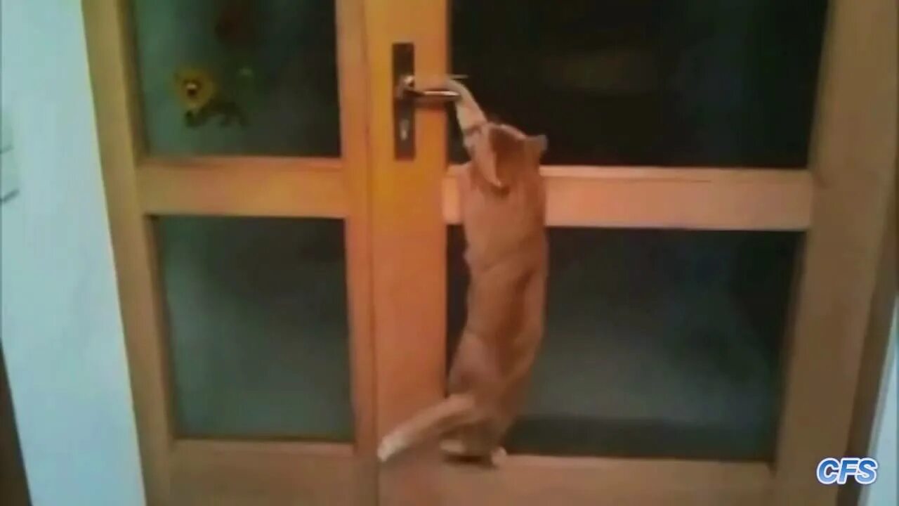 Кот открыл кран. Кот открывает дверь. Дверь для кота. Кот сам открывает дверь. Кот стучится в дверь.
