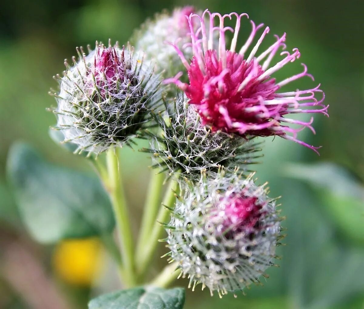 Цветы лопуха фото. Репейник и репей. Лопух большой arctium lappa. Репейник цветет. Цветы лопуха фото.