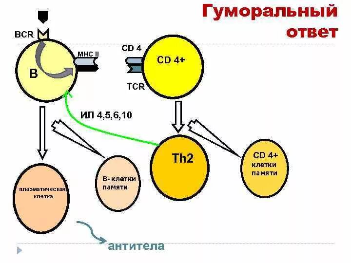 Гуморальный иммунный ответ (th2).. Гуморальный иммунный ответ антитела клетки памяти. Клетка, участвующая в гуморальном иммунном ответе и синтезирующая il-4. Антитела CD 56 B CD 16.