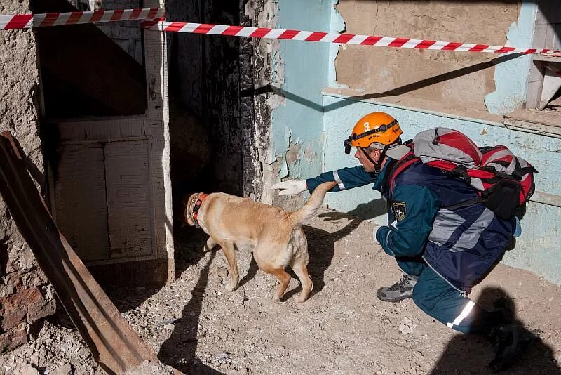 Поисково спасательные собаки. Собаки спасатели. Собаки спасатели в России.