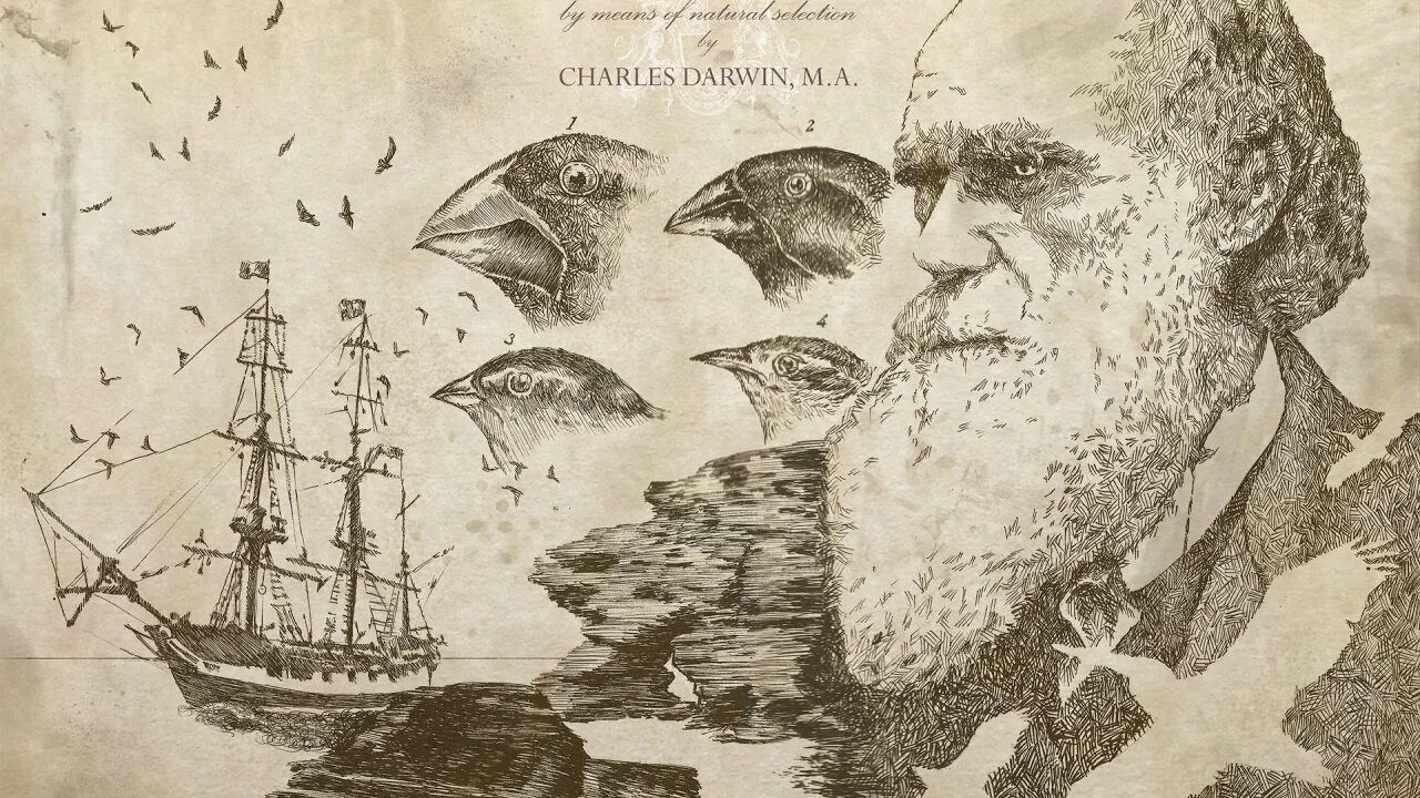 Корабль бигль дарвин. Изучение анатомии беспозвоночных дарвин. Дарвин морская. Корабль бигль дарвин. Дарвин морская.