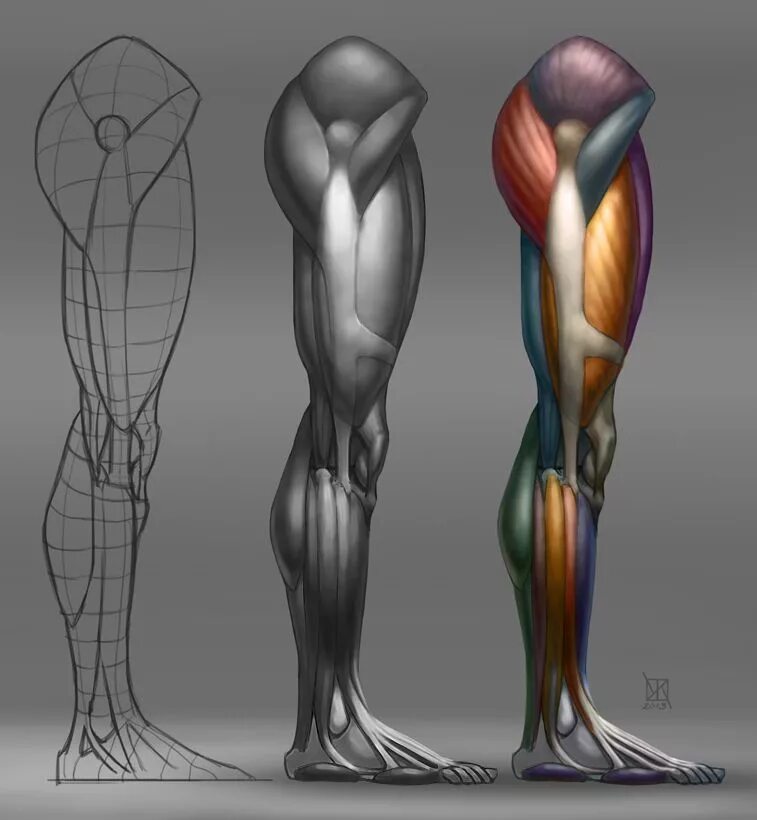 Анатомия твц. Мышцы ног анатомия референс. Ноги референс анатомия анатомия. Анатомия человека мышцы референс. Блокинг анатомия.