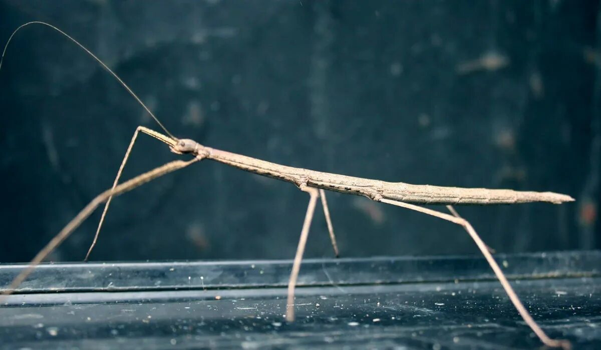 живые палочки. реликтовый уссурийский палочник. палочник phobaeticus chani. палочник гермагор. реликтовый уссурийский палочник.