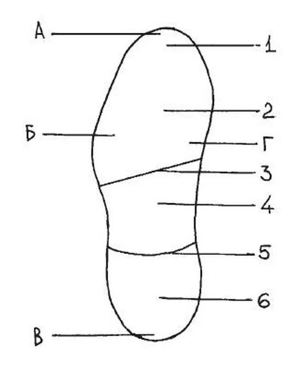 Название частей стопы. Элементы подошвенной части обуви криминалистика. Строение подошвы обуви криминалистика. Подошвенная часть обуви криминалистика. Части следа обуви криминалистика.