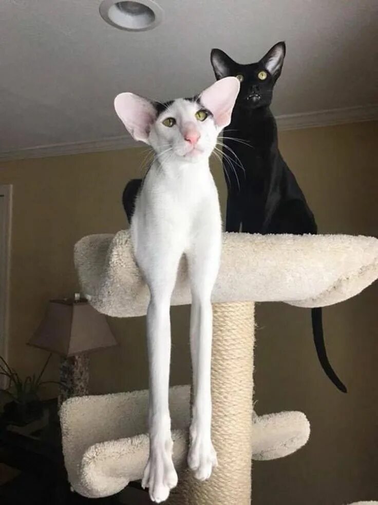 Hottest No Cost Bengal Cats hypoallergenic Strategies Oriental shorthair cats, C