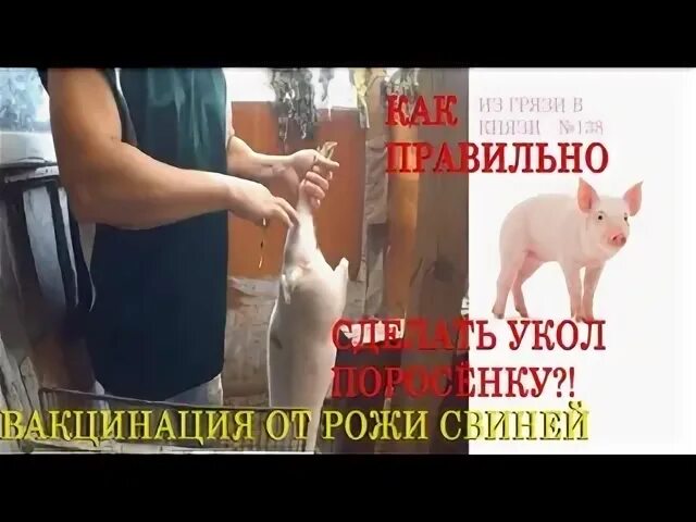 Куда делать укол свиньям. Внутримышечно поросятам. Куда поросенку сделать укол. Инъекции свинье