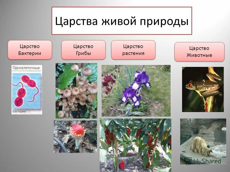 Биология 5 кл царство живой природы. Царство живой природы 5 класс биология. Царства в биологии. Царства живой природы 6 класс биология. Царства живой природы схема.