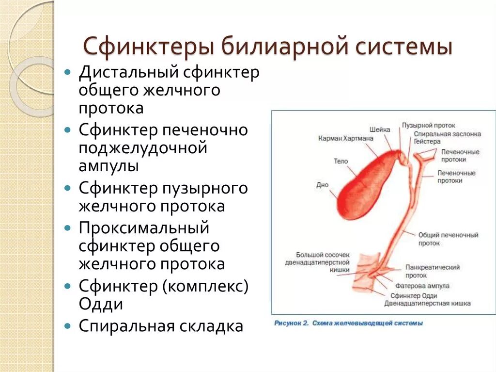 Сфинктеры билиарной и панкреатической систем. Желчный пузырь сфинктер Одди анатомия. Строение желчного пузыря сфинктеры. Сфинктер Люткенса и Одди. Сколько сфинктеров