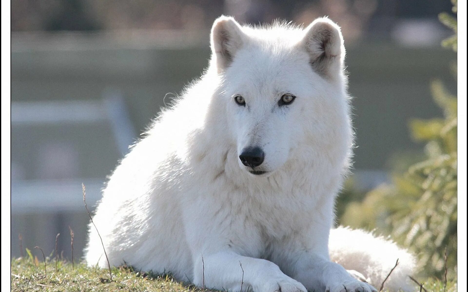 Arctic Wolf (Арктический волк). Мелвильский островной волк. Самоед белый Полярный волк. Мелвильский островной волк фото.