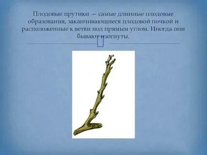 Как отличить плодовую почку