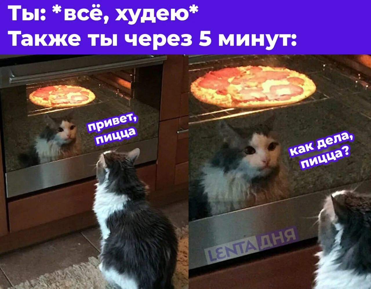 Не ем 15 дней. Кот и пицца. Кот и пицца в духовке. Пицца прикол. Кот в пиццерии.
