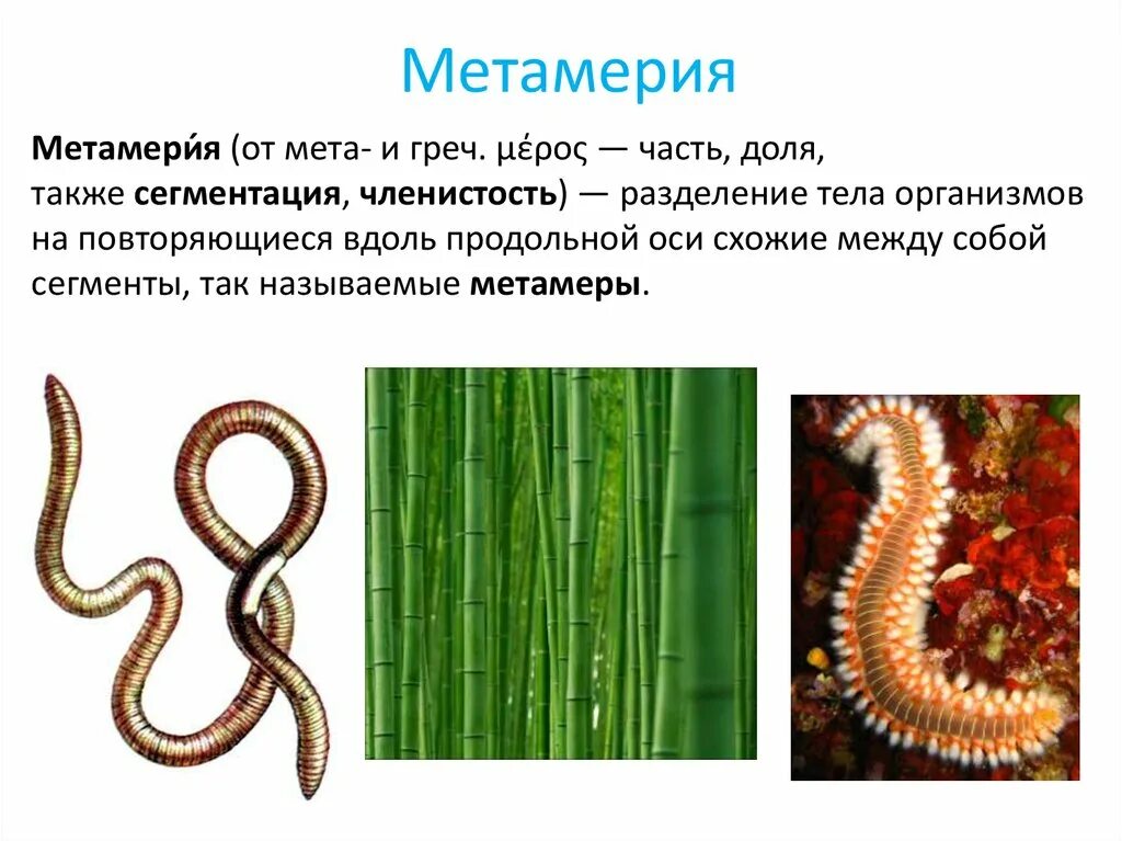 Сегментированные черви. Метамерия кольчатых червей. Метамерия многощетинковых. Метамерия (биология). Метамерия у животных.